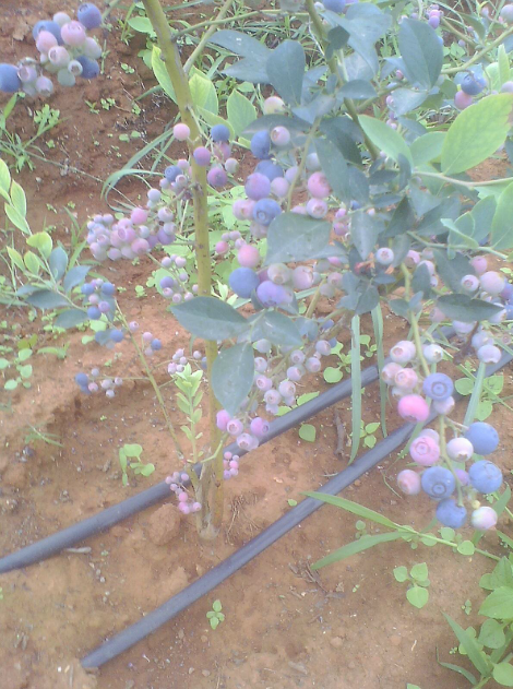 蓝莓与花青素